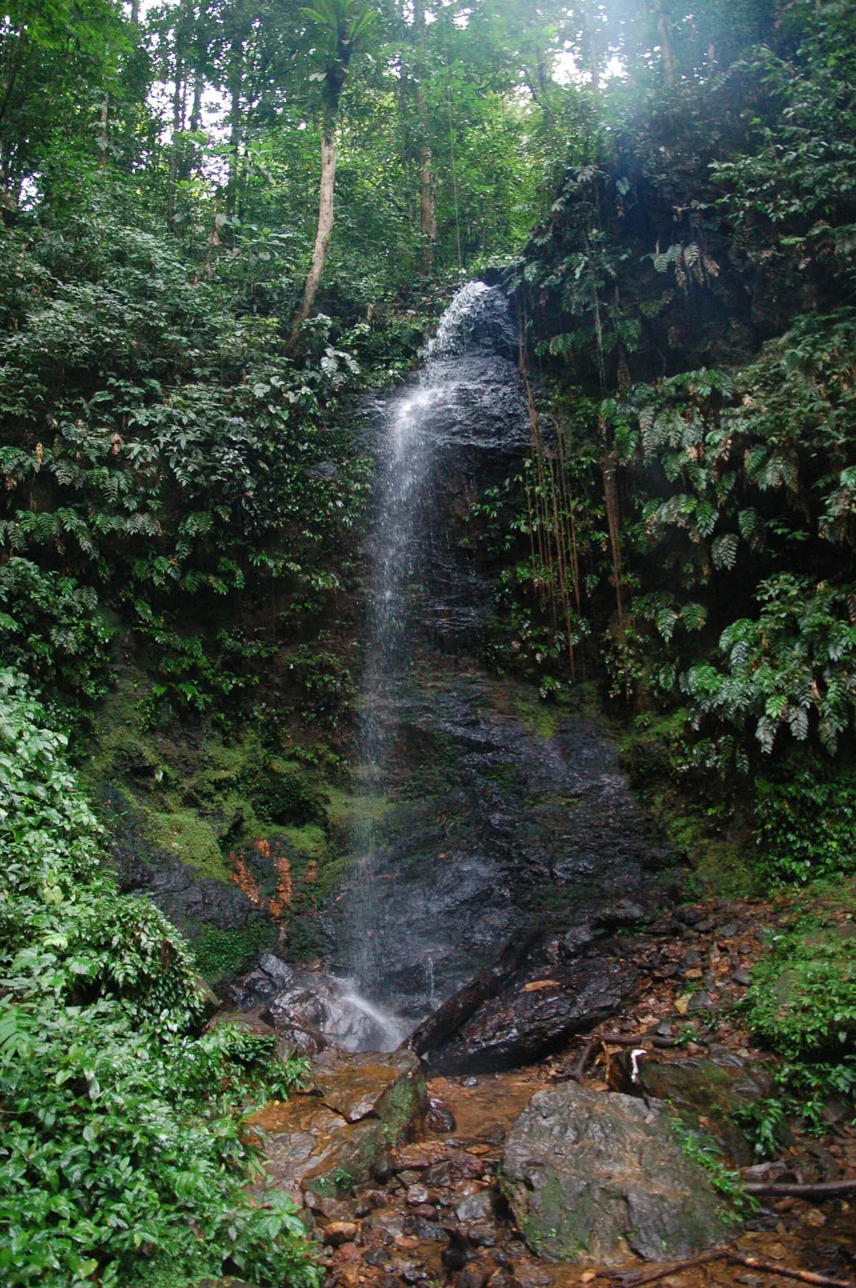 Surinamda Brownsberg təbiət parkı