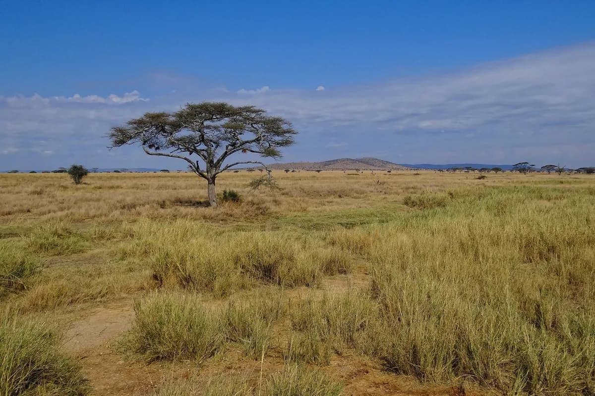 Serengeti milli parkında savanna